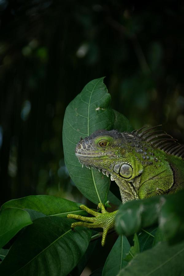 Cabanas Hostal & Camping Magic Bacalar Exterior photo